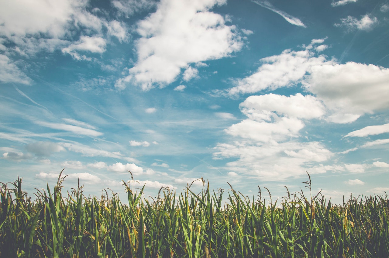 Corn Fields Under White Clouds With Blue Sky by Pixabay